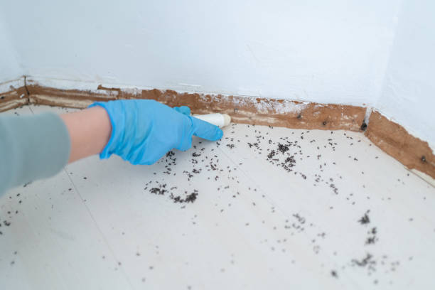 Wasp Removal Services in Earlville, IL